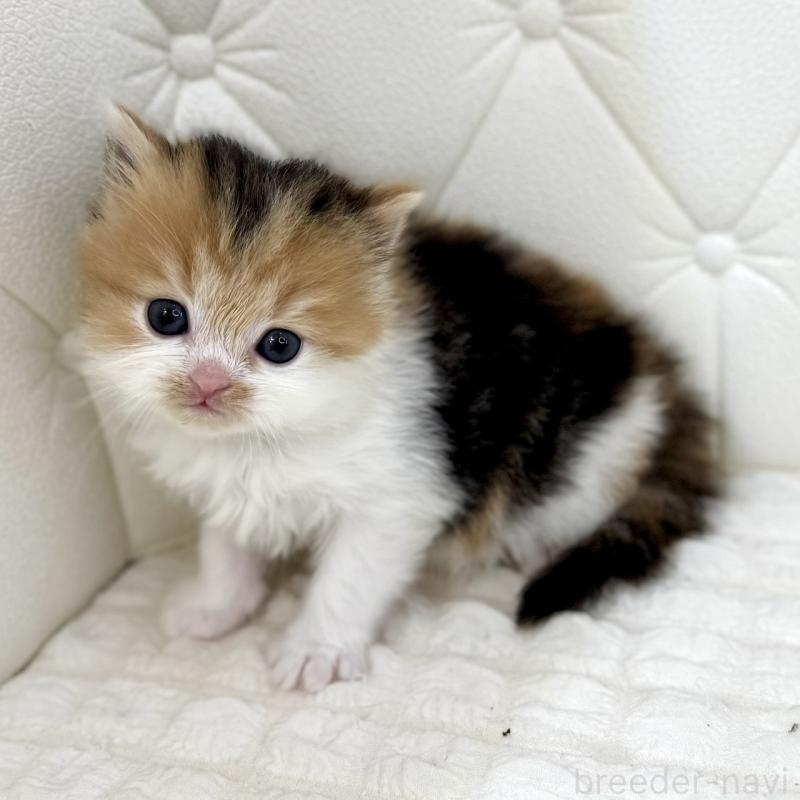 販売中の鹿児島県のスコティッシュフォールド-134415の2枚目