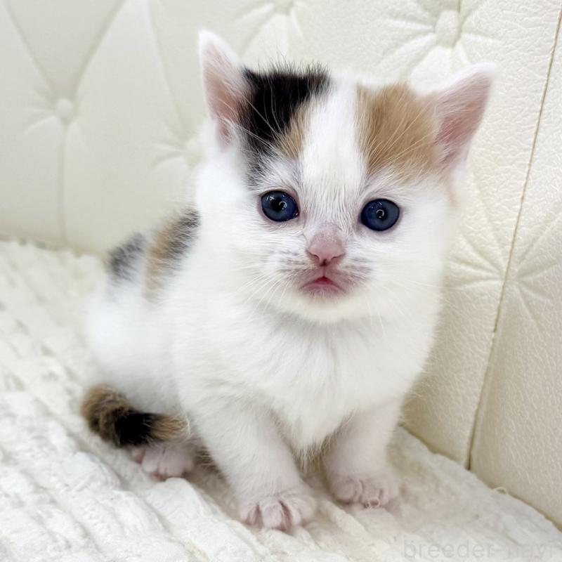 販売中の鹿児島県のスコティッシュフォールド-134416の15枚目