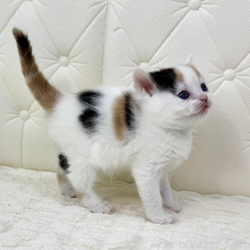 販売中の鹿児島県のスコティッシュフォールド-134416の14枚目