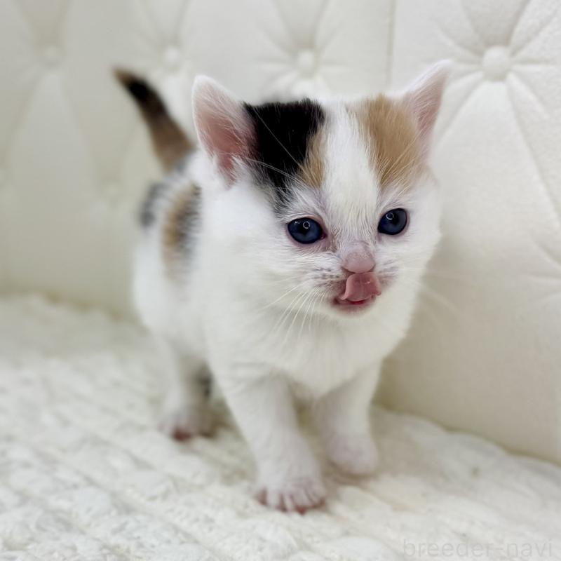 販売中の鹿児島県のスコティッシュフォールド-134416の12枚目