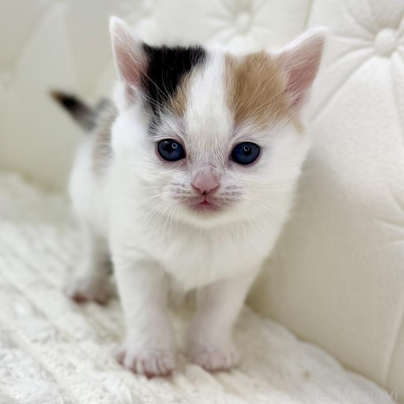 販売中の鹿児島県のスコティッシュフォールド-134416の11枚目