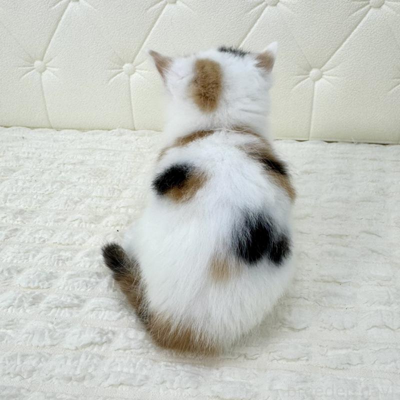 販売中の鹿児島県のスコティッシュフォールド-134416の10枚目