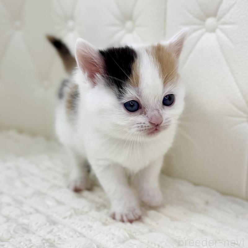 販売中の鹿児島県のスコティッシュフォールド-134416の9枚目