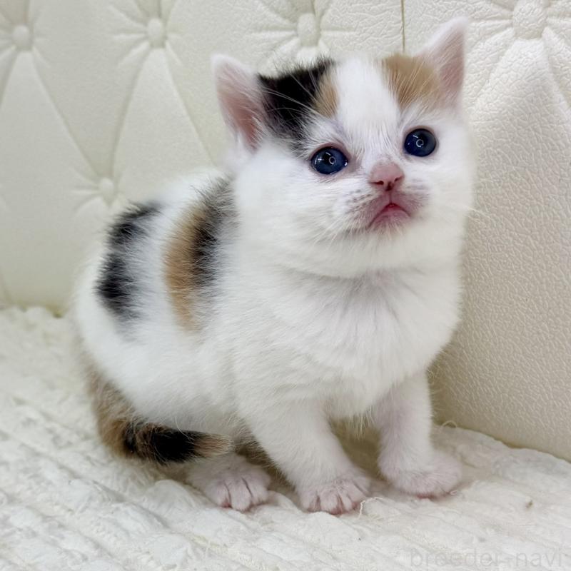 販売中の鹿児島県のスコティッシュフォールド-134416