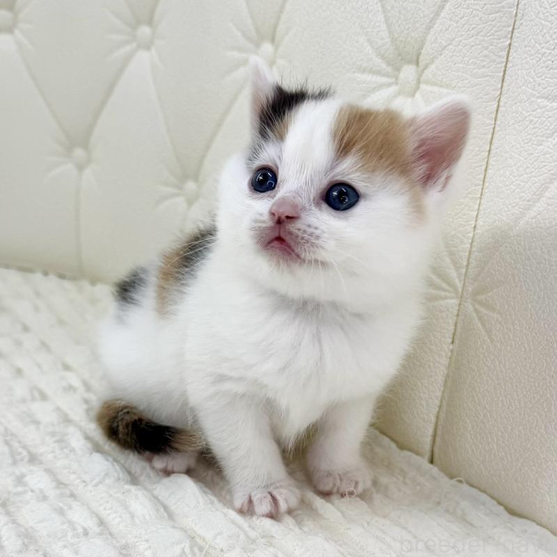 販売中の鹿児島県のスコティッシュフォールド-134416の8枚目