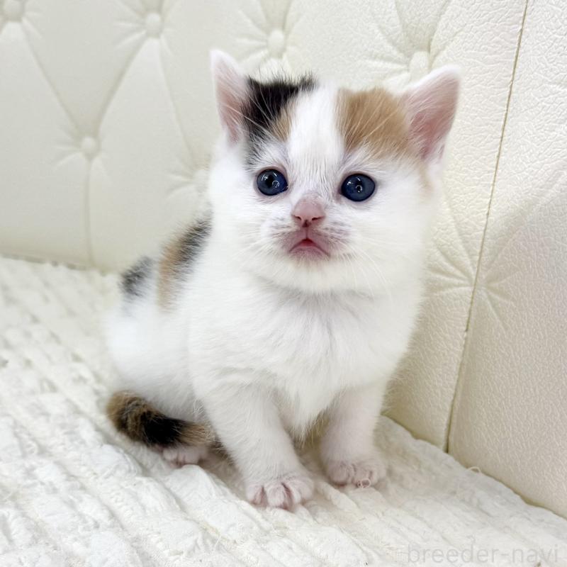 販売中の鹿児島県のスコティッシュフォールド-134416の7枚目