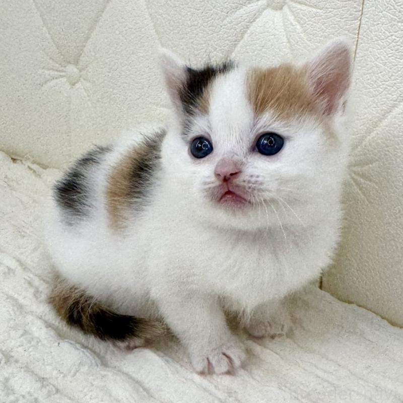 販売中の鹿児島県のスコティッシュフォールド-134416の6枚目