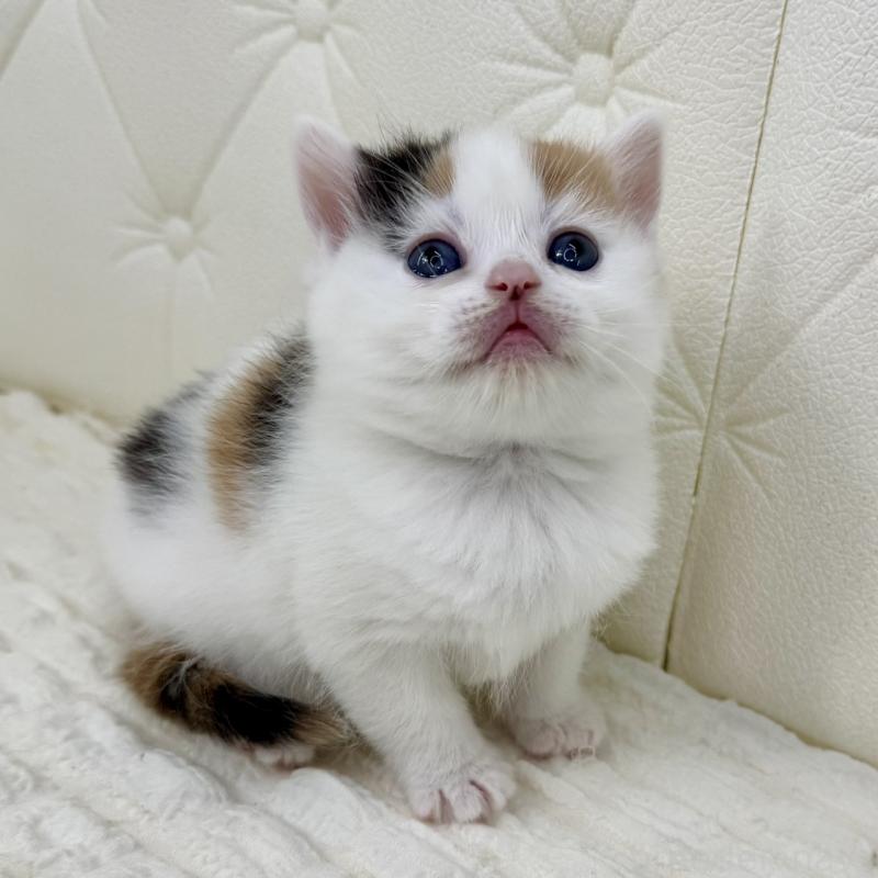 販売中の鹿児島県のスコティッシュフォールド-134416の5枚目