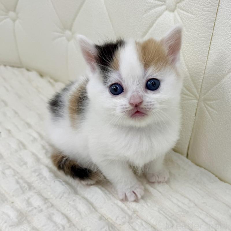 販売中の鹿児島県のスコティッシュフォールド-134416の3枚目