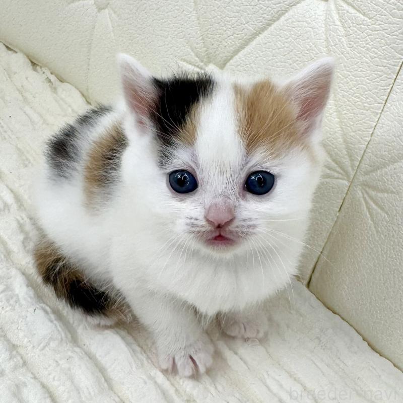 販売中の鹿児島県のスコティッシュフォールド-134416の4枚目