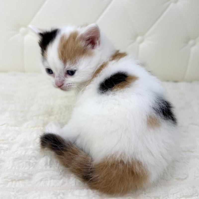 販売中の鹿児島県のスコティッシュフォールド-134416の2枚目