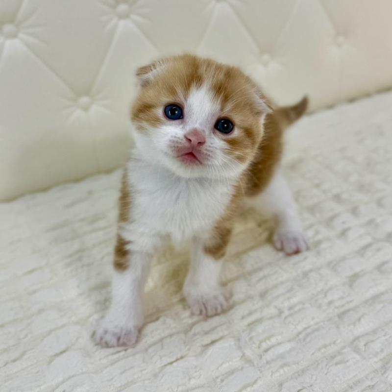 販売中の鹿児島県のスコティッシュフォールド(折れ耳)-134418の11枚目