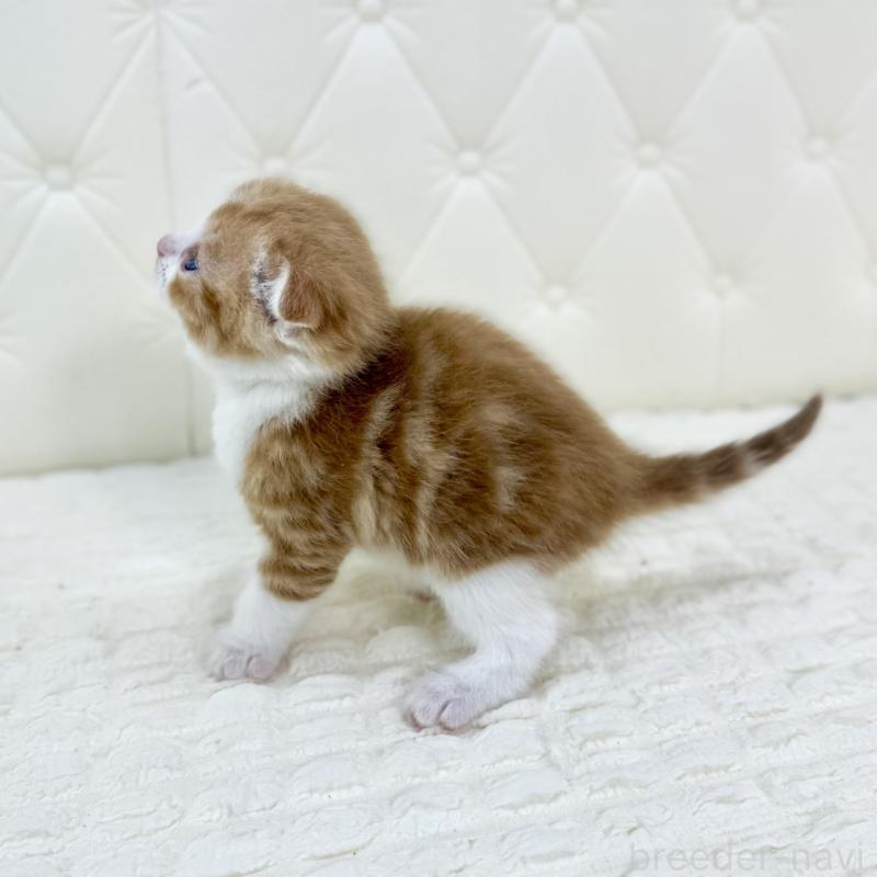 販売中の鹿児島県のスコティッシュフォールド(折れ耳)-134418の10枚目