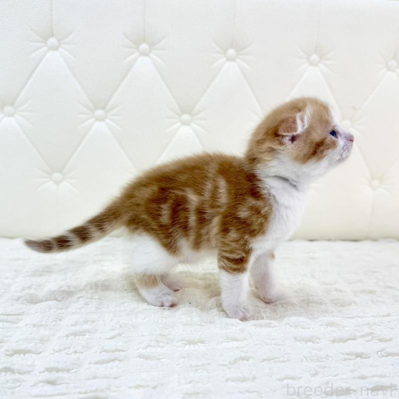 販売中の鹿児島県のスコティッシュフォールド(折れ耳)-134418の9枚目