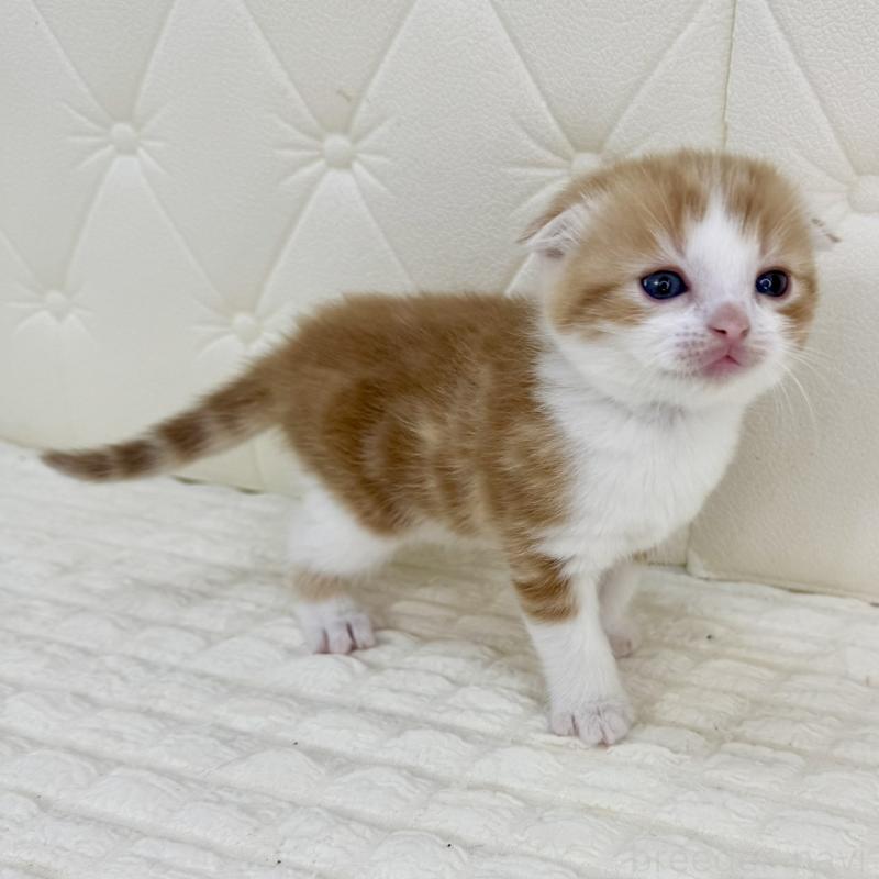 販売中の鹿児島県のスコティッシュフォールド(折れ耳)-134418の8枚目