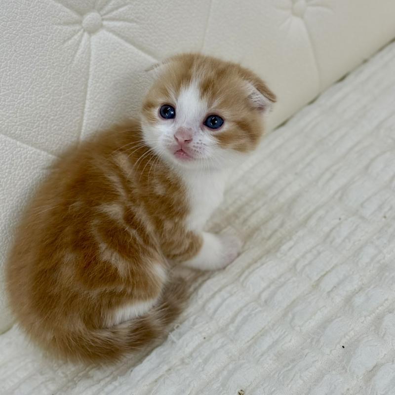 販売中の鹿児島県のスコティッシュフォールド(折れ耳)-134418の7枚目