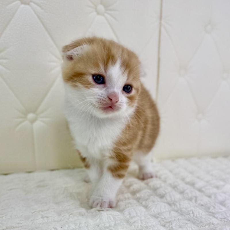 販売中の鹿児島県のスコティッシュフォールド(折れ耳)-134418の6枚目