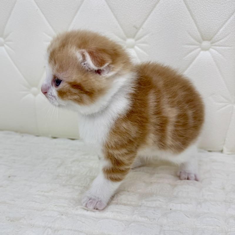 販売中の鹿児島県のスコティッシュフォールド(折れ耳)-134418の4枚目