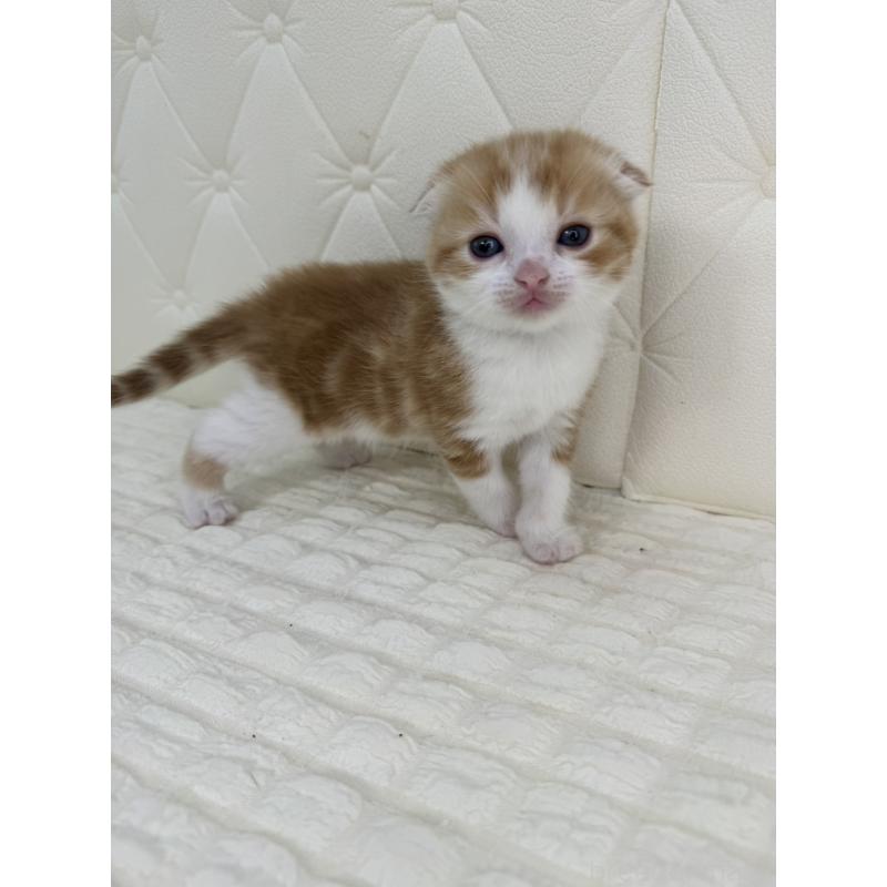 販売中の鹿児島県のスコティッシュフォールド(折れ耳)-134418の2枚目