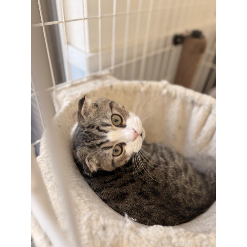 販売中の静岡県のミックス-123424の4枚目