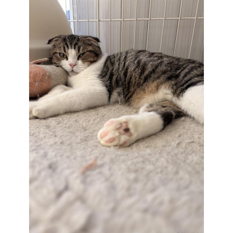 販売中の静岡県のミックス-123424の3枚目