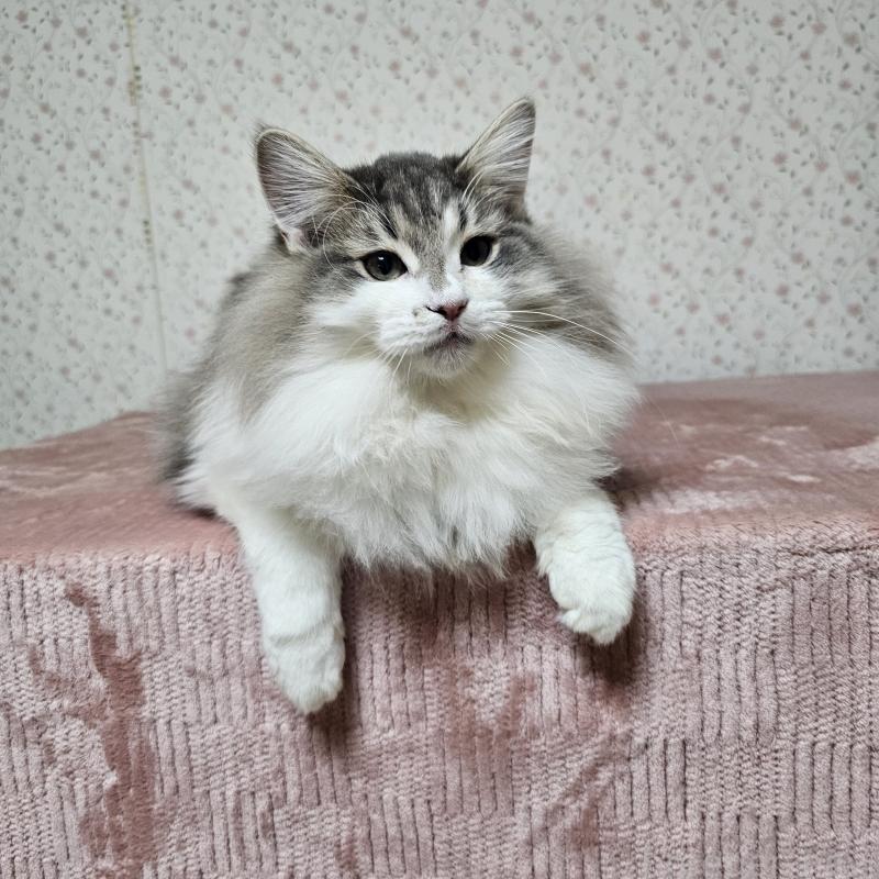 成約済の兵庫県のノルウェージャンフォレストキャット-118034の3枚目