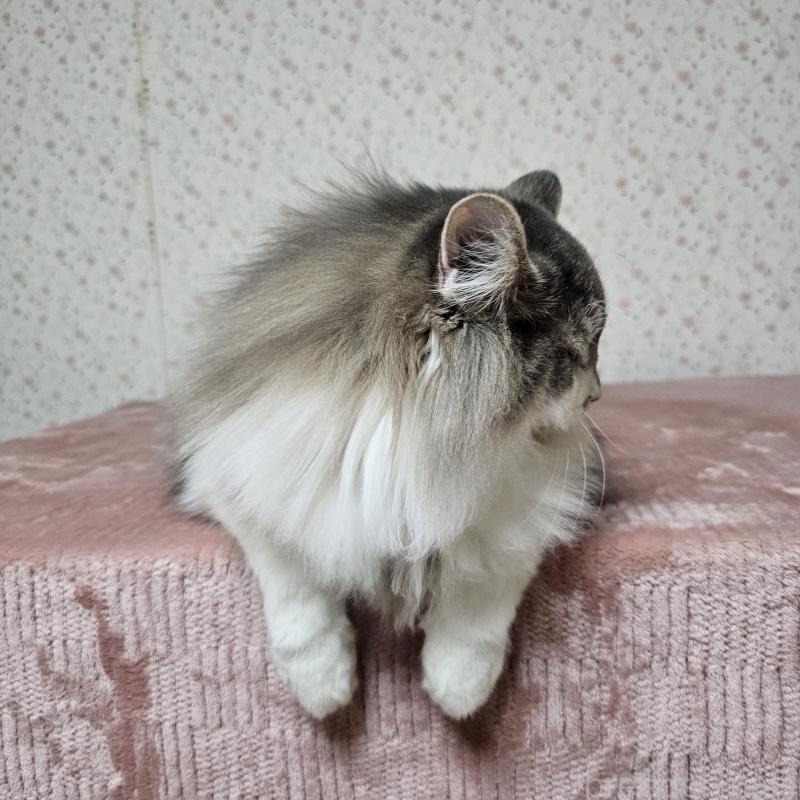 成約済の兵庫県のノルウェージャンフォレストキャット-118034の2枚目