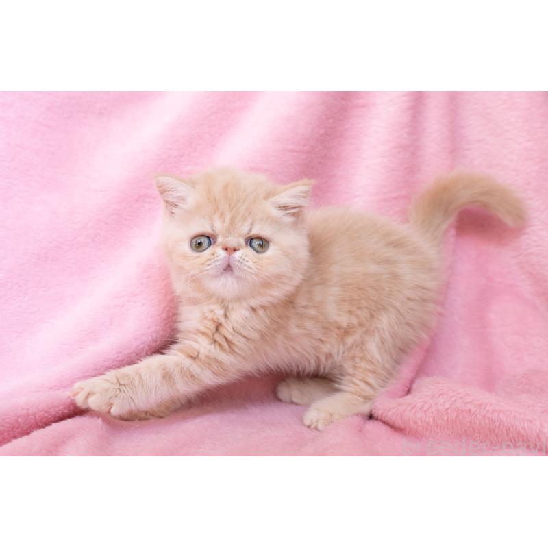 販売中の東京都のエキゾチックショートヘア-132295の10枚目