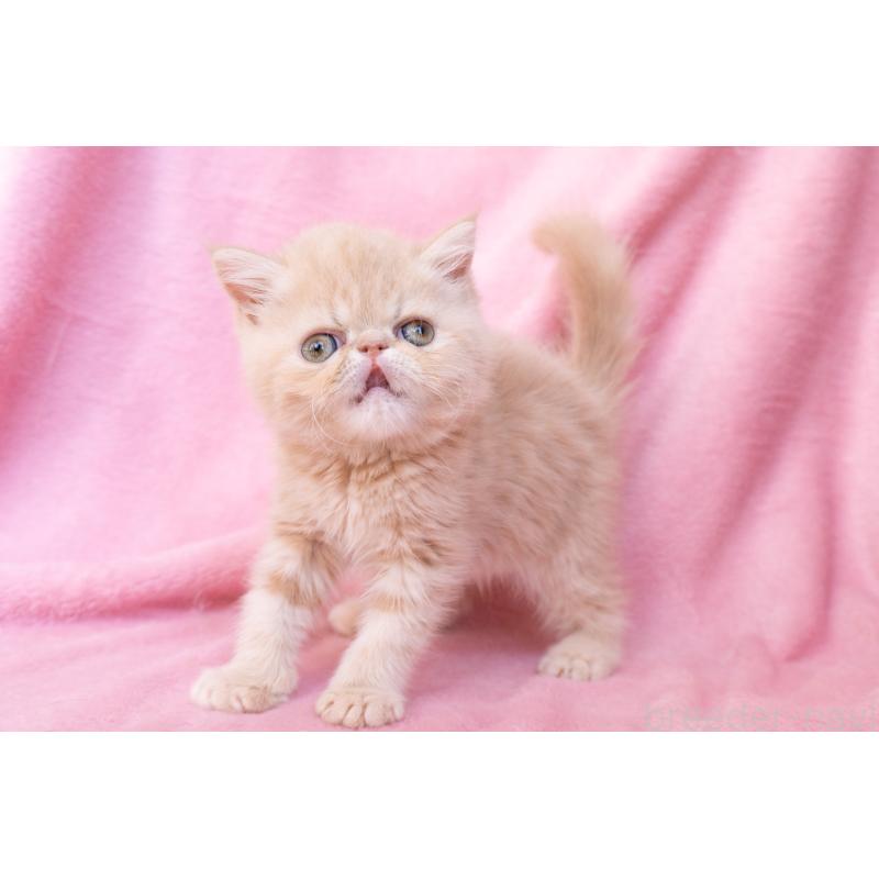 販売中の東京都のエキゾチックショートヘア-132295の9枚目