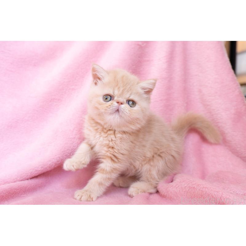 販売中の東京都のエキゾチックショートヘア-132295の8枚目