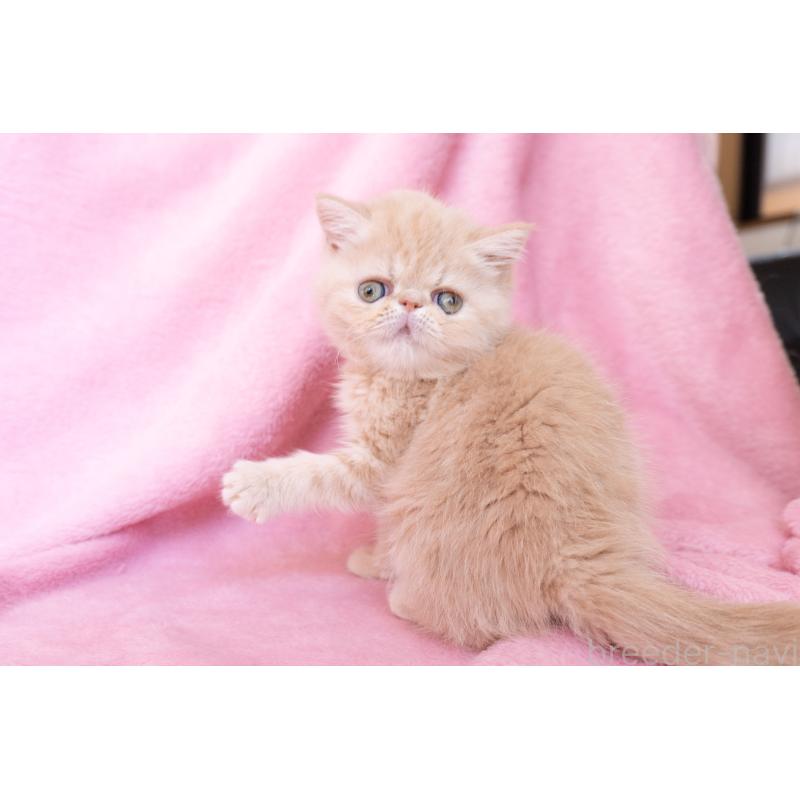 販売中の東京都のエキゾチックショートヘア-132295の7枚目