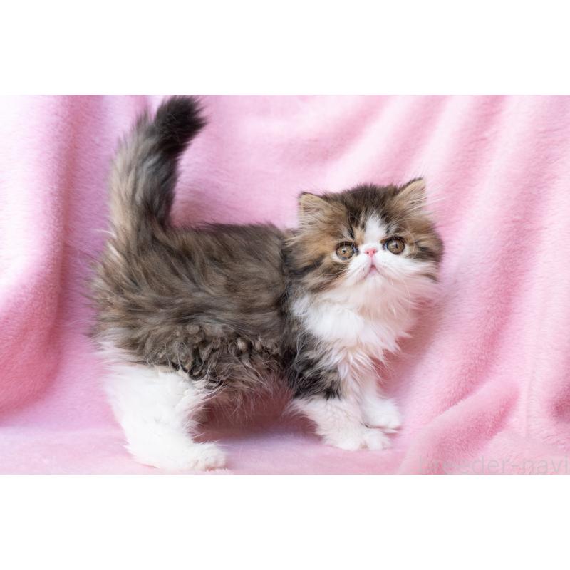 販売中の東京都のエキゾチックロングヘア-132297の10枚目