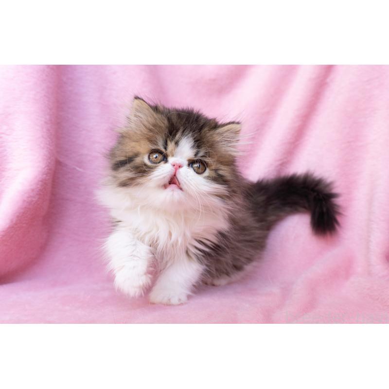 販売中の東京都のエキゾチックロングヘア-132297の9枚目