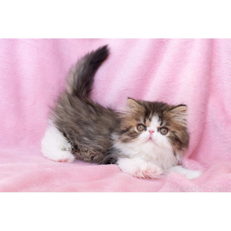 販売中の東京都のエキゾチックロングヘア-132297の8枚目