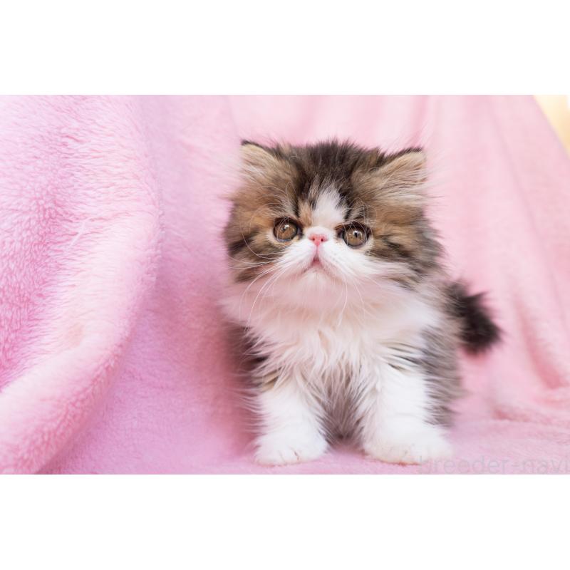 販売中の東京都のエキゾチックロングヘア-132297の7枚目