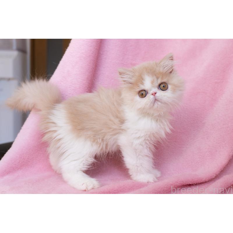 販売中の東京都のエキゾチックロングヘア-132299の9枚目