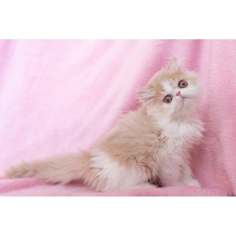 販売中の東京都のエキゾチックロングヘア-132299の8枚目