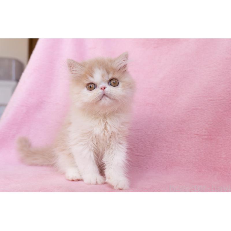 販売中の東京都のエキゾチックロングヘア-132299の7枚目