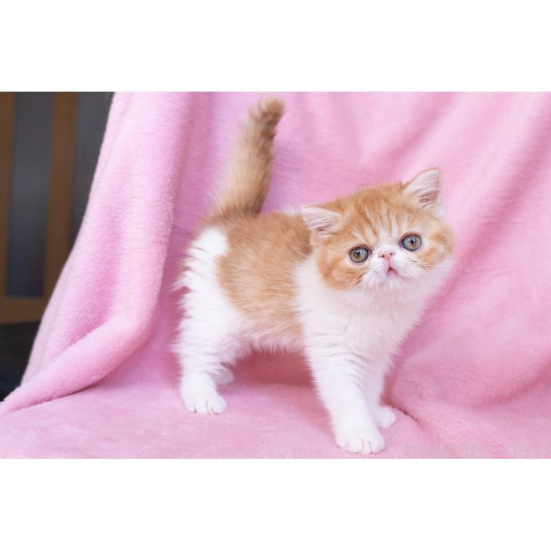 販売中の東京都のエキゾチックショートヘア-132300の10枚目