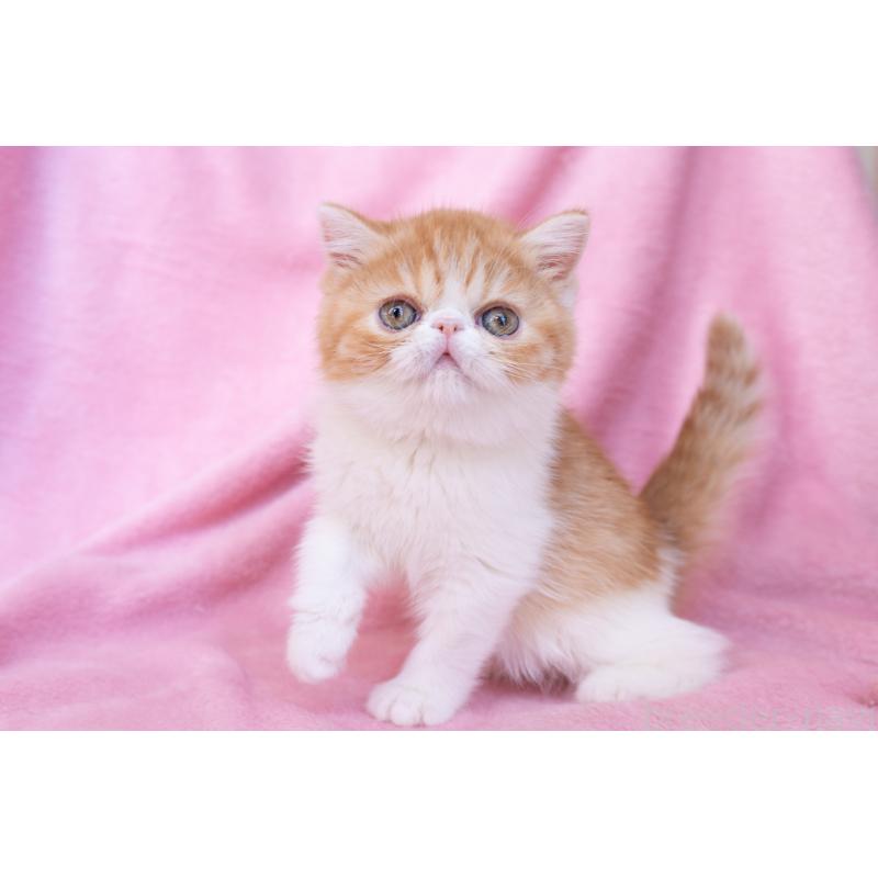 販売中の東京都のエキゾチックショートヘア-132300の9枚目