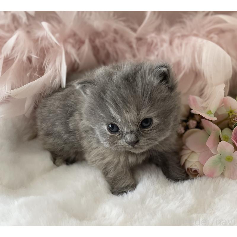 販売中の大阪府のブリティッシュロングヘア-134420の6枚目