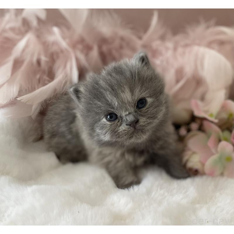 販売中の大阪府のブリティッシュロングヘア-134420の5枚目