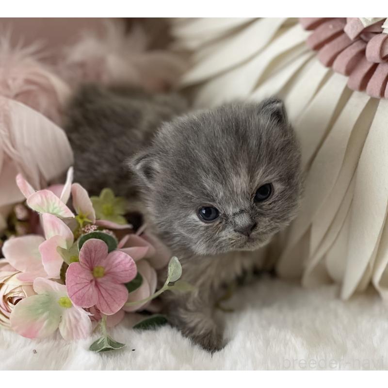 販売中の大阪府のブリティッシュロングヘア-134420の4枚目