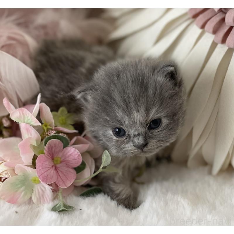 販売中の大阪府のブリティッシュロングヘア-134420の3枚目