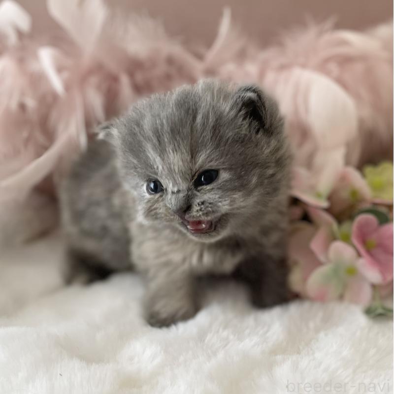 販売中の大阪府のブリティッシュロングヘア-134420の2枚目