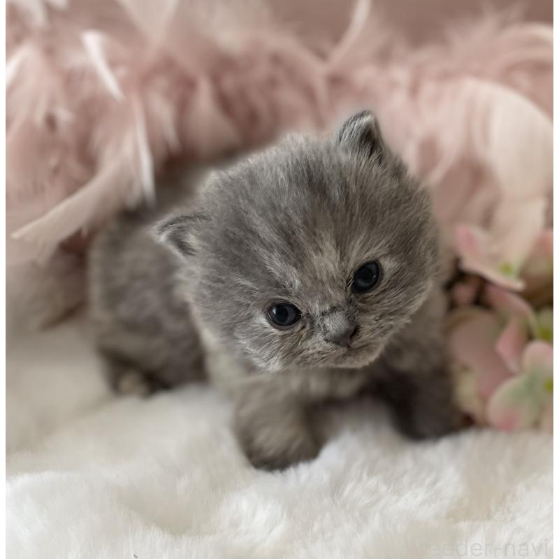 販売中の大阪府のブリティッシュロングヘア-134421の9枚目