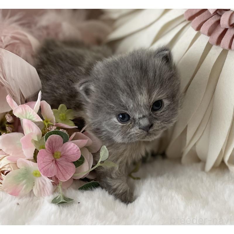 販売中の大阪府のブリティッシュロングヘア-134421の7枚目