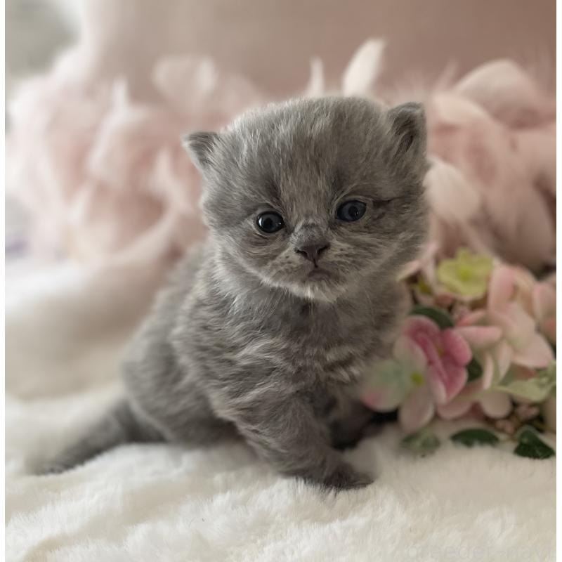 販売中の大阪府のブリティッシュロングヘア-134421の6枚目