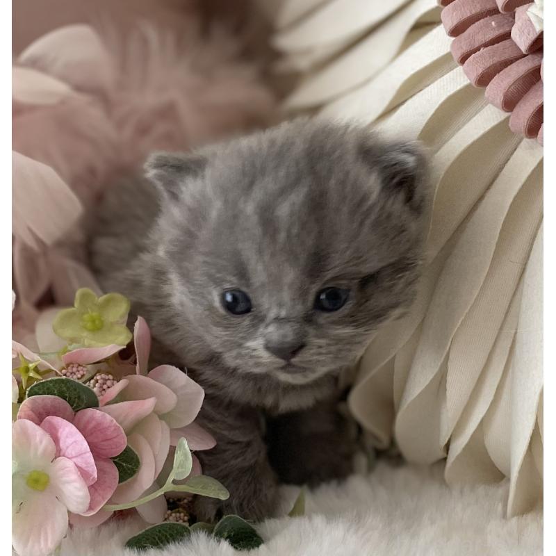 販売中の大阪府のブリティッシュロングヘア-134421の5枚目