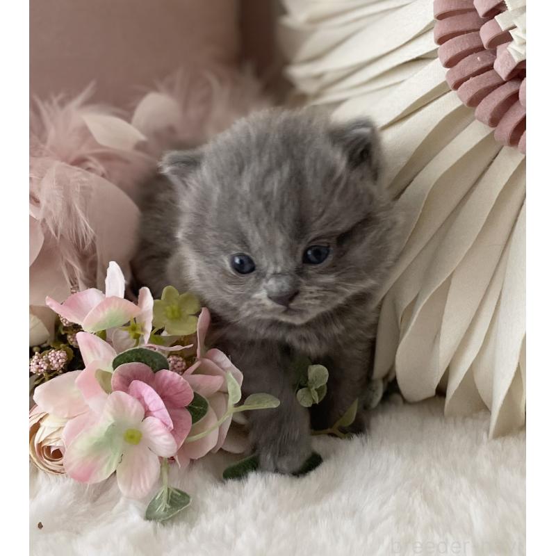 販売中の大阪府のブリティッシュロングヘア-134421の4枚目